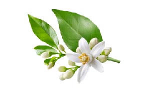 ORGANIC NEROLI BLOSSOM