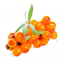 ORGANIC SEABUCKTHORN OIL