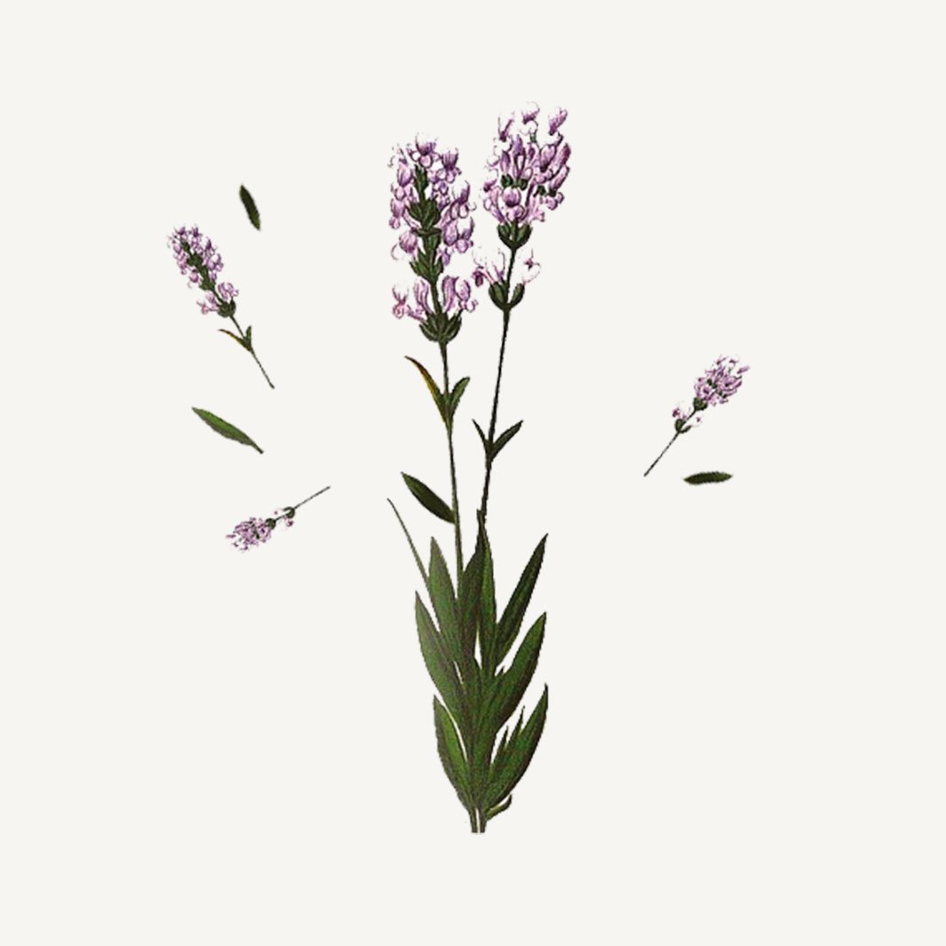 South of France Lavender Gift Set