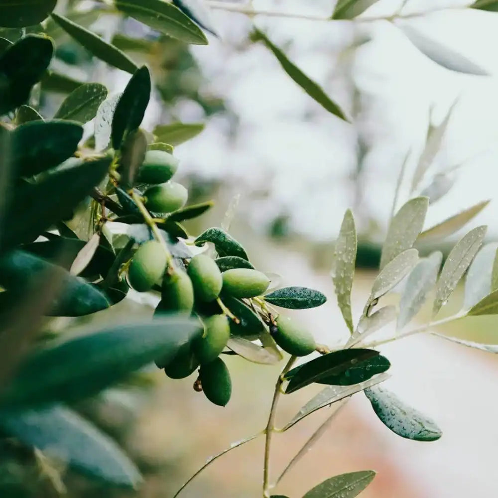 Limited Edition Olive Liquid Marseille Soap - Soaps