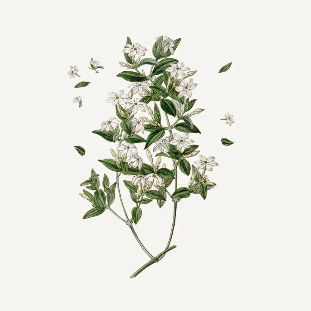 South of France Precious Jasmine Soap - Bath & Body