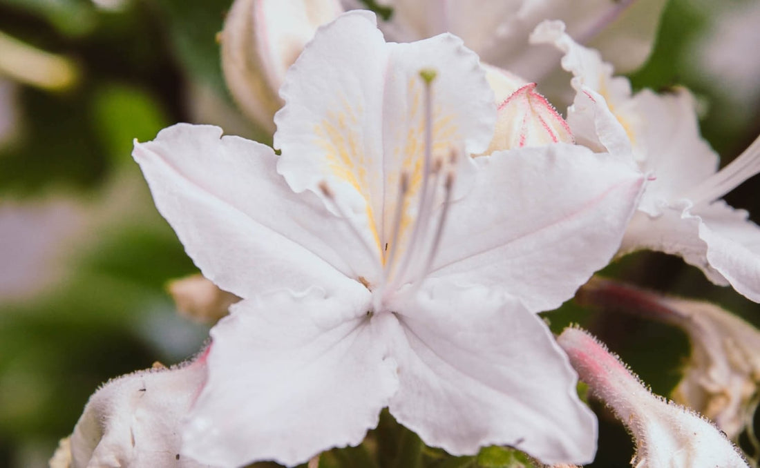 AN ODE TO JASMIN