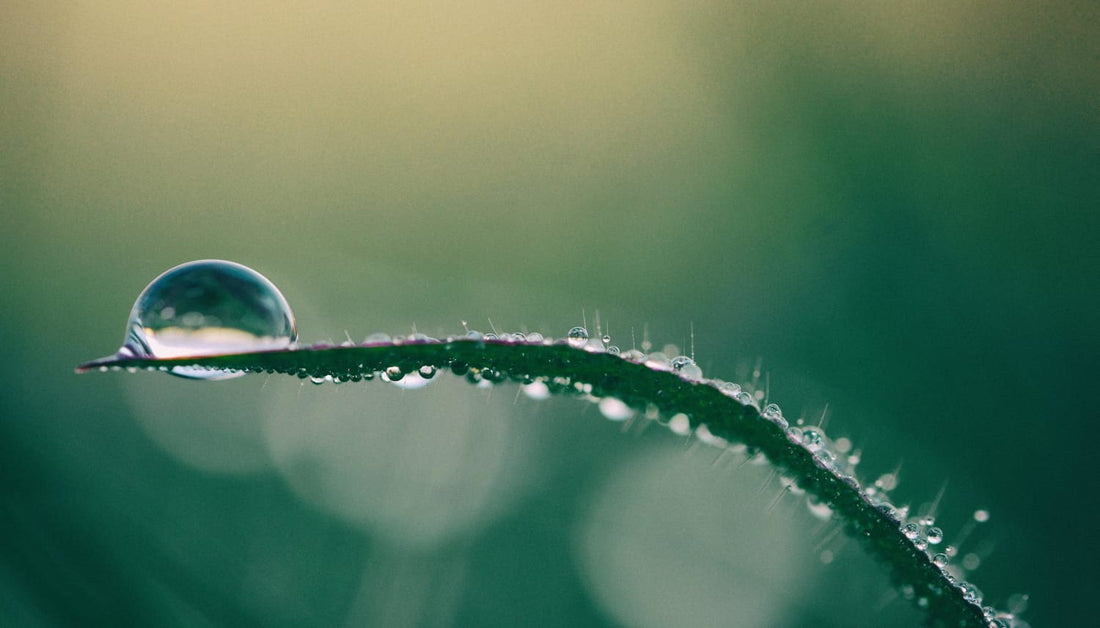 CELEBRATING 50 YEARS OF EARTH DAY