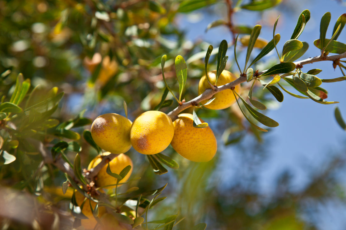 Ingredient Spotlight: Argan Oil