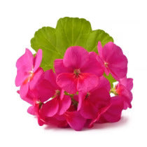 ORGANIC ROSE GERANIUM