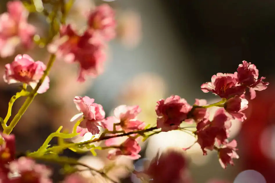 Pink cherry blossom branch.